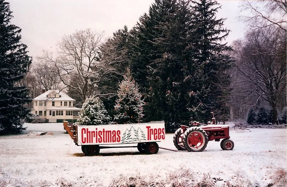 Local yard cleanup service in Greenwich, CT - Sam Bridge Nursery & Greenhouses