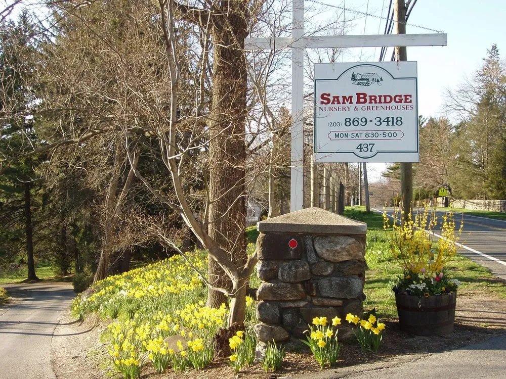 Professional yard cleanup service for year-round maintenance in Greenwich, CT by Sam Bridge Nursery & Greenhouses