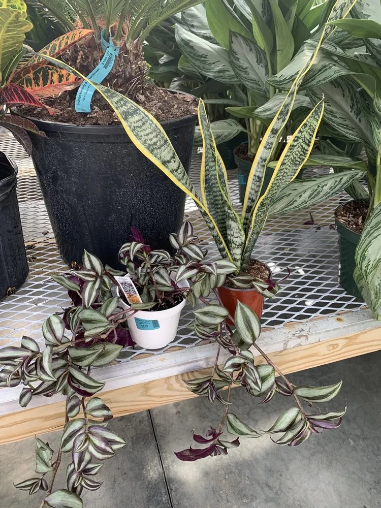 Custom landscape installation in Greenwich, CT by Sam Bridge Nursery & Greenhouses