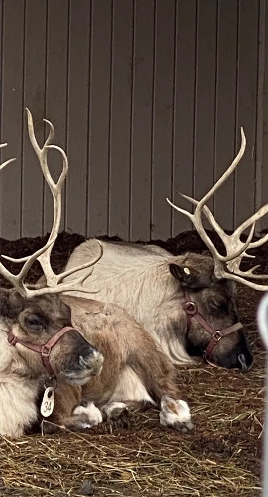 Custom landscape design near you in Greenwich, CT by Sam Bridge Nursery & Greenhouses