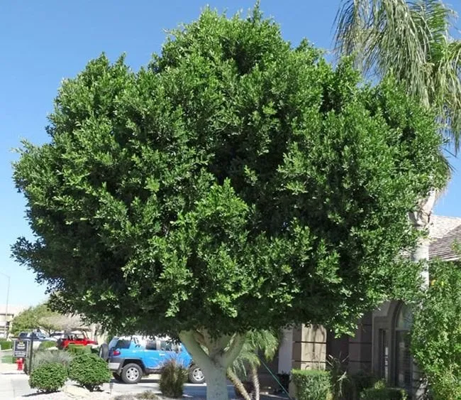 Affordable yard maintenance experts serving Maricopa, AZ - Sam Craig Lawn, Sprinklers, and Leaks