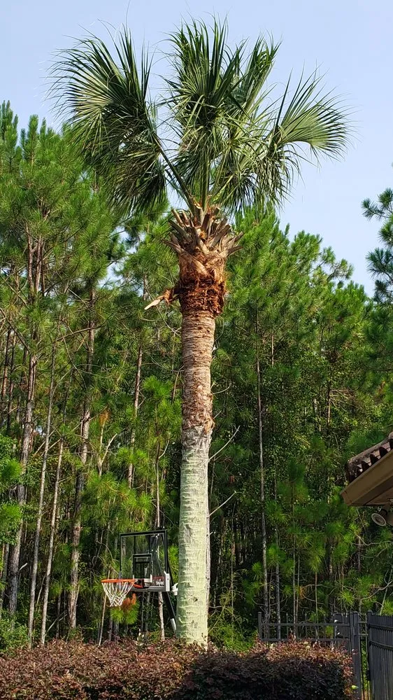 Expert yard maintenance for homes in Panama City Beach, FL by Sam G&T