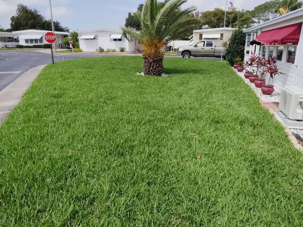 Custom yard cleanup service in Clearwater, FL by Sam I Am Lawn and Landscaping