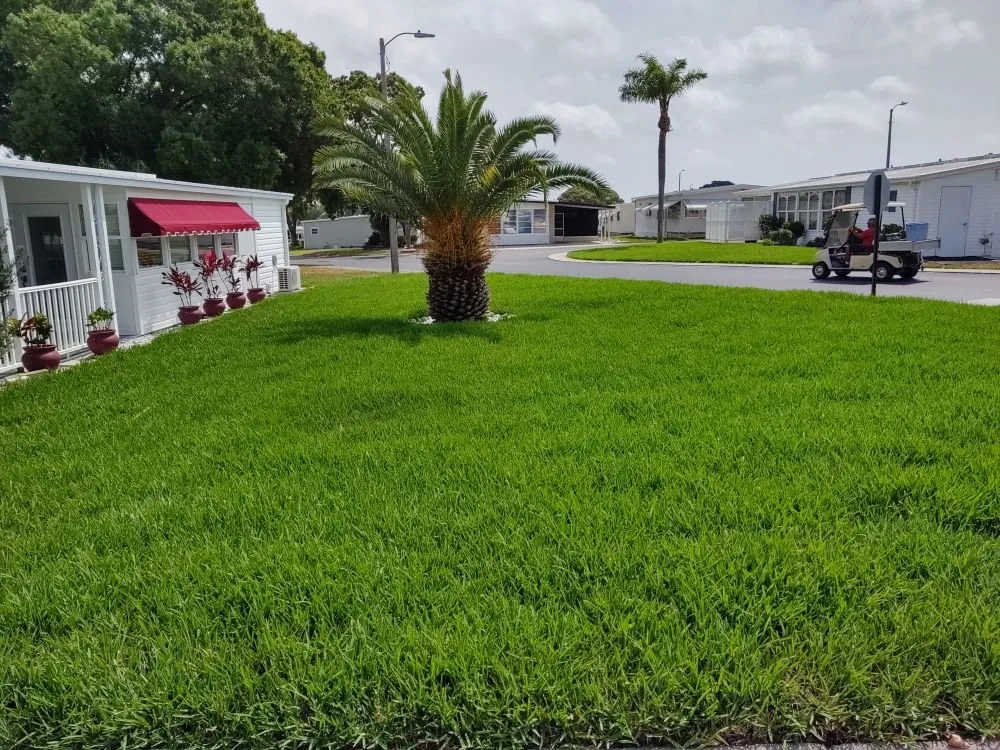 Custom yard cleanup service experts serving Clearwater, FL - Sam I Am Lawn and Landscaping