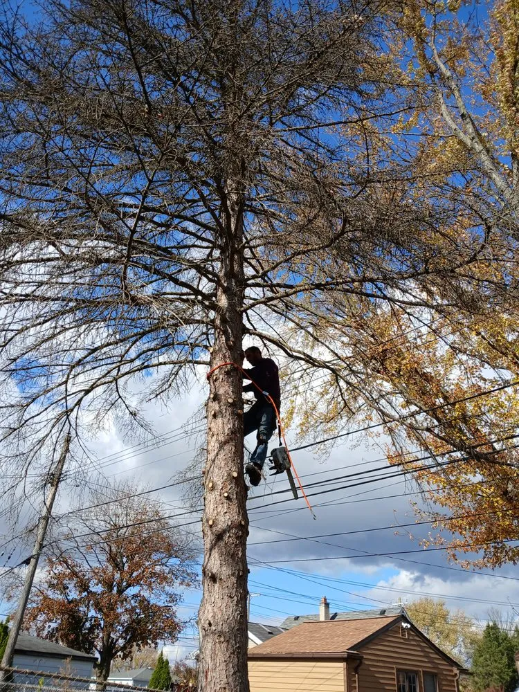 Expert yard maintenance in Canton, MI by Sam Outdoor Service