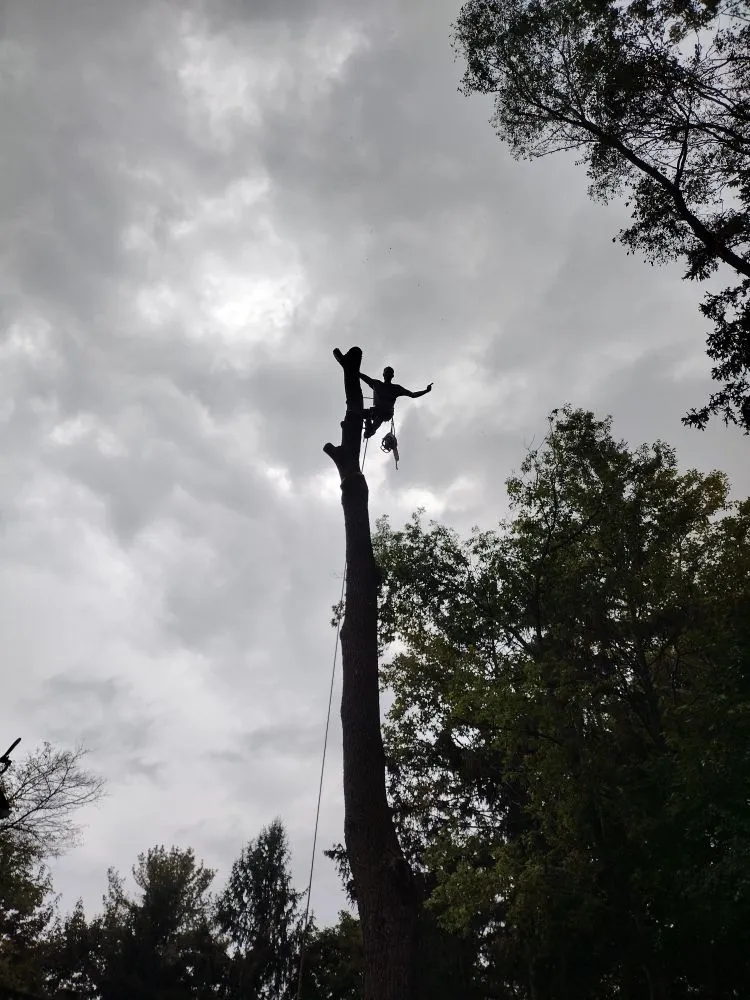 Custom yard cleanup service for outdoor upgrades across Canton, MI - Sam Outdoor Service