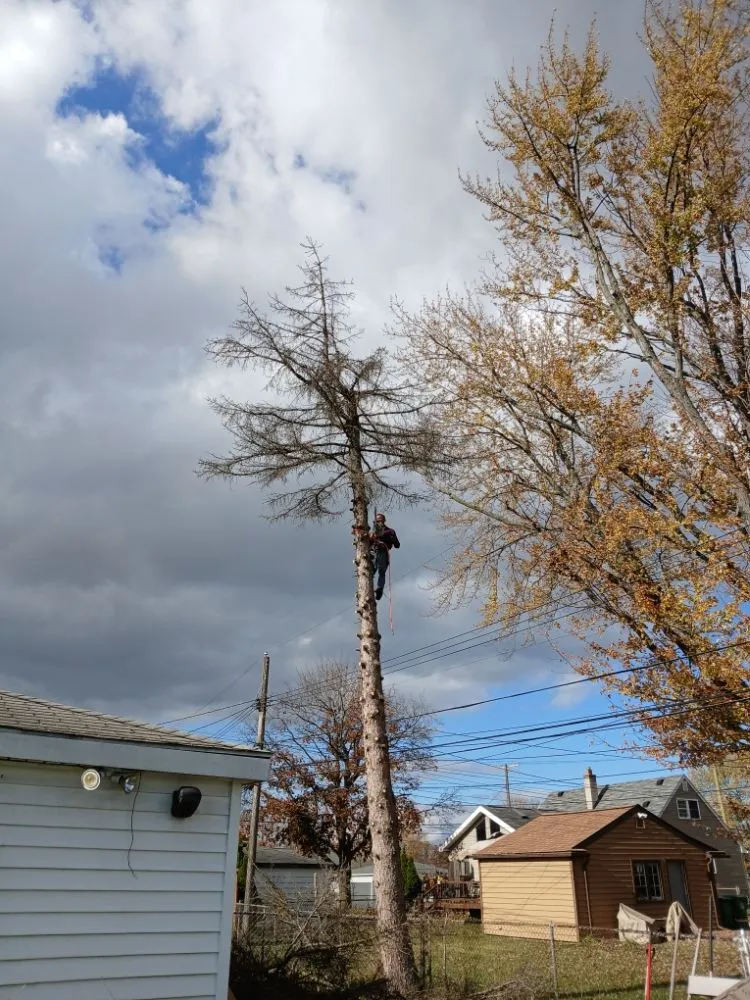 Expert landscape design for beautiful yards in Canton, MI by Sam Outdoor Service