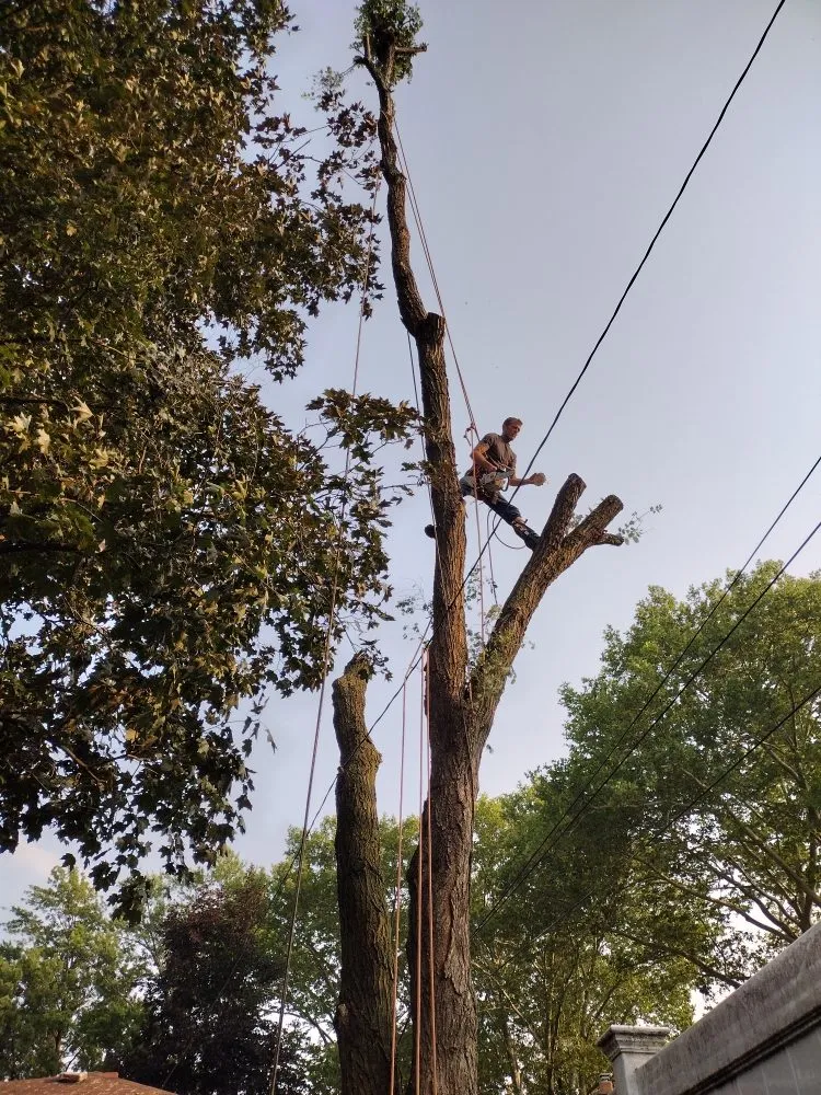 Local residential landscaping for beautiful yards in Canton, MI by Sam Outdoor Service