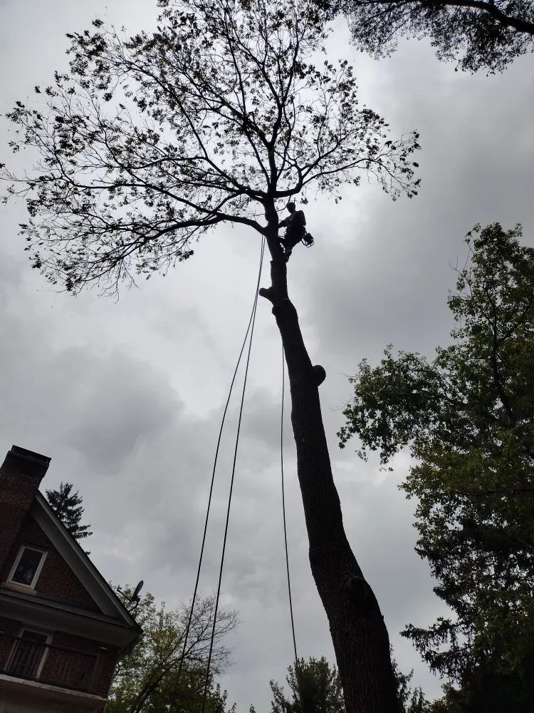 Top-rated lawn care service experts serving Canton, MI - Sam Outdoor Service