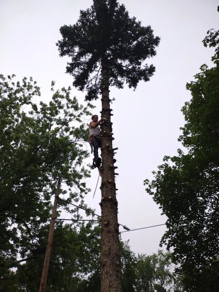 Trusted residential landscaping in Canton, MI by Sam Outdoor Service