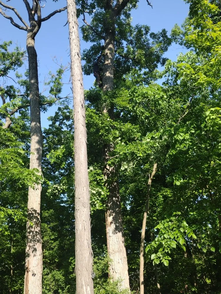 Reliable yard cleanup service with custom design in Canton, MI by Sam Outdoor Service