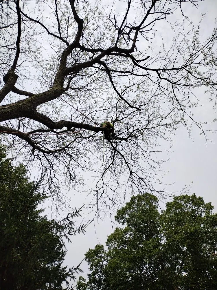 Professional lawn mowing service for year-round maintenance across Canton, MI - Sam Outdoor Service