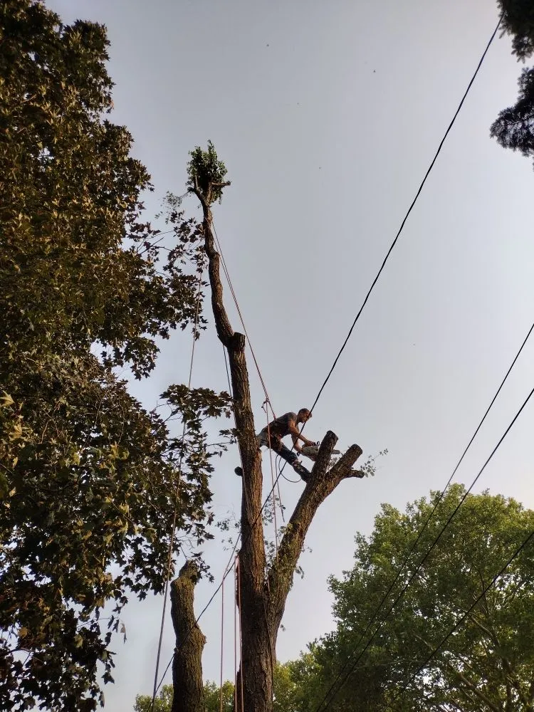 Professional yard cleanup service in Canton, MI - Sam Outdoor Service