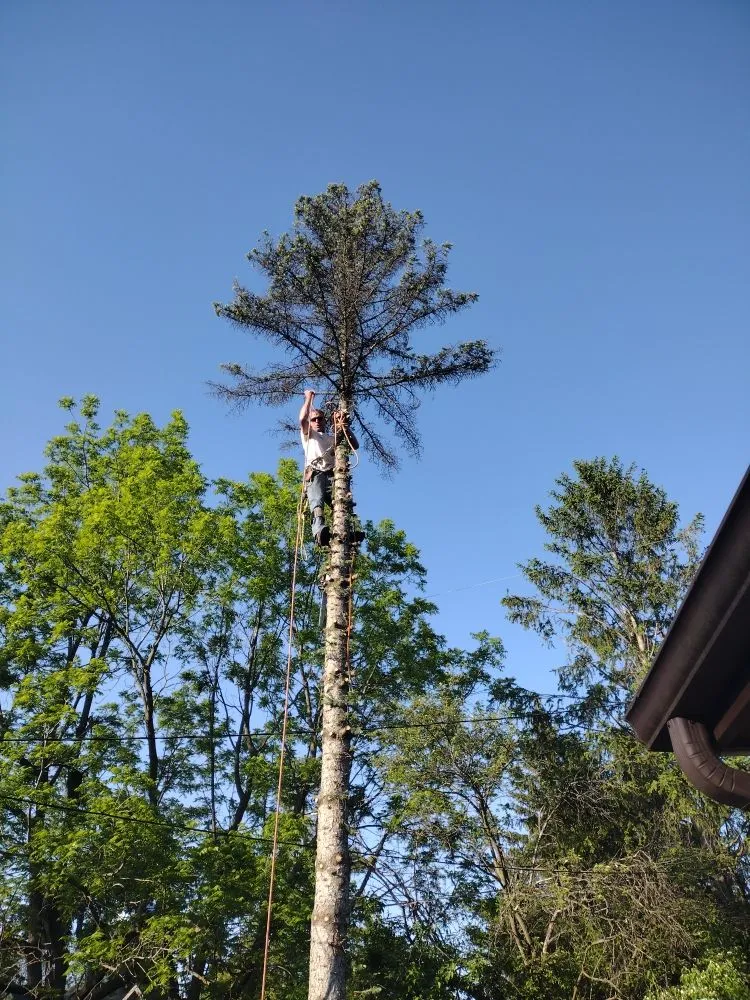 Local yard cleanup service experts serving Canton, MI - Sam Outdoor Service