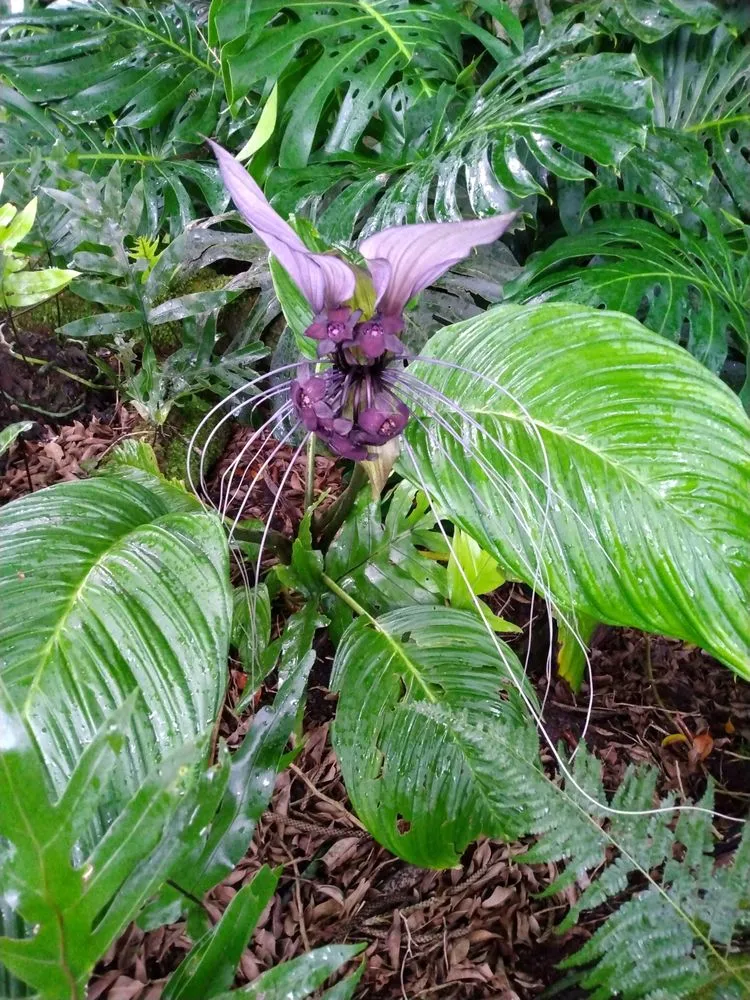 Professional outdoor landscaping in Wahiawa, HI - Sam R Nino