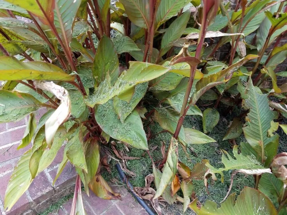 Professional lawn care service in Kennesaw, GA - Sam Smith Landscaping