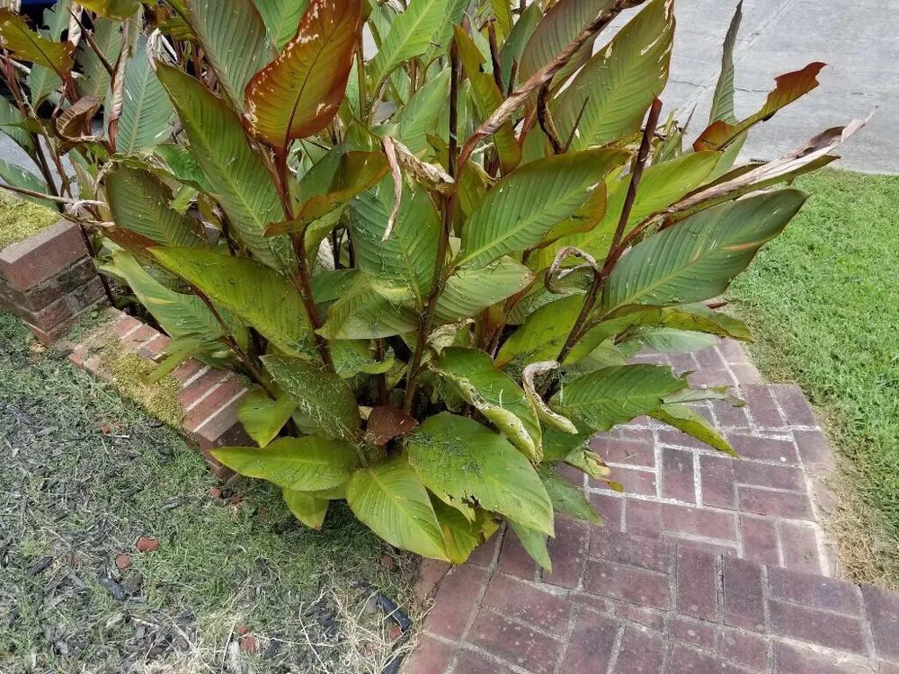 Professional yard maintenance in Kennesaw, GA - Sam Smith Landscaping