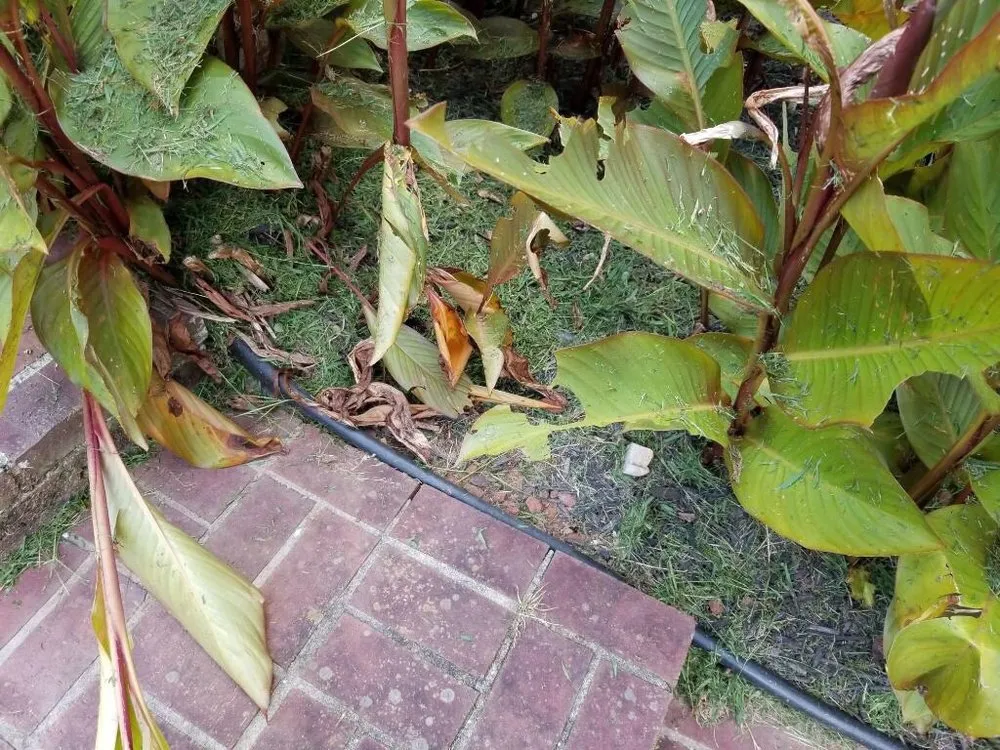 Top-rated yard cleanup service for year-round maintenance in Kennesaw, GA by Sam Smith Landscaping