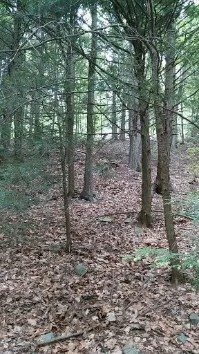 Affordable lawn mowing service near you across Auburn, PA - Sam Strunk III Tree Service And Landscaping