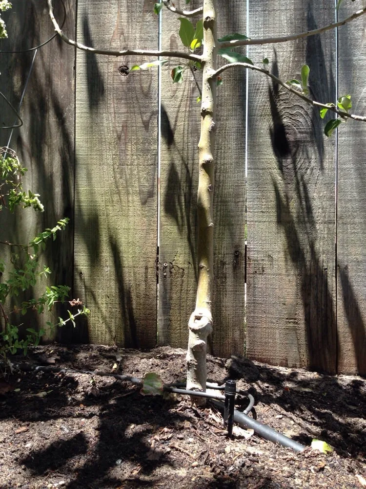 Reliable yard maintenance in Richmond, CA - Samayoa Landscaping Berkeley