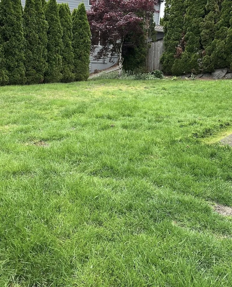 Affordable yard cleanup service for residential properties in Covington, WA by Same Day Lawn Service