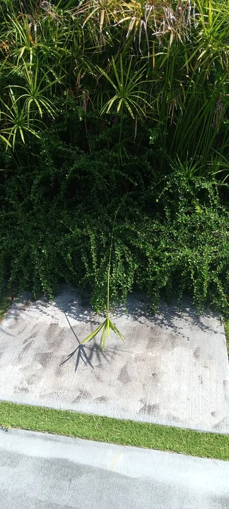 Affordable landscape installation in Miami, FL - Same Day Lawncare