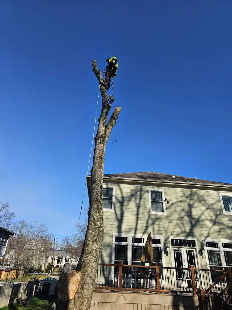 Expert lawn care service experts serving Orange, VA - Same Day Tree and Landscape Services