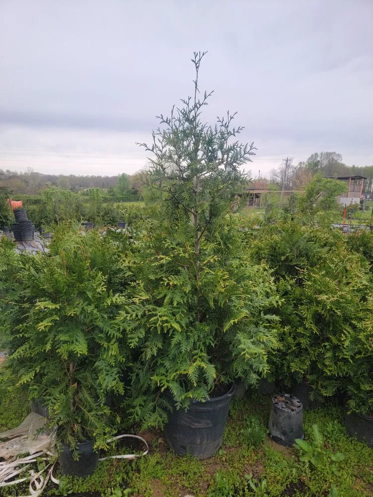 Professional residential landscaping experts serving Orange, VA - Same Day Tree and Landscape Services