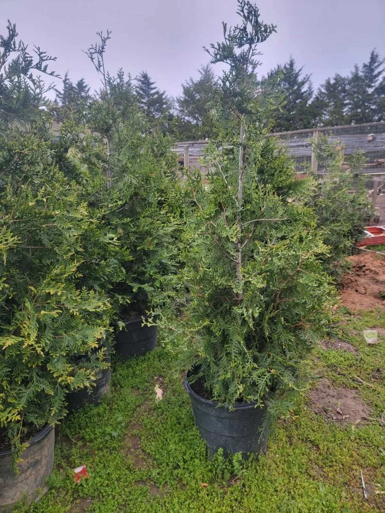 Top-rated residential landscaping experts serving Orange, VA - Same Day Tree and Landscape Services