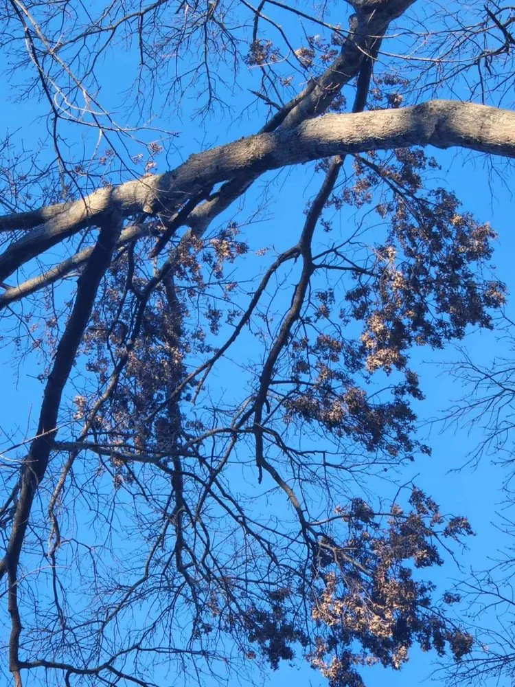 Reliable lawn care service in Orange, VA by Same Day Tree and Landscape Services