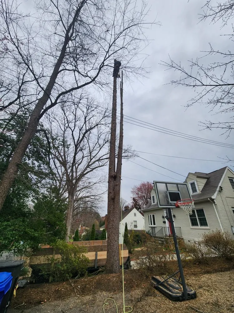 Professional lawn mowing service for outdoor upgrades across Orange, VA - Same Day Tree and Landscape Services