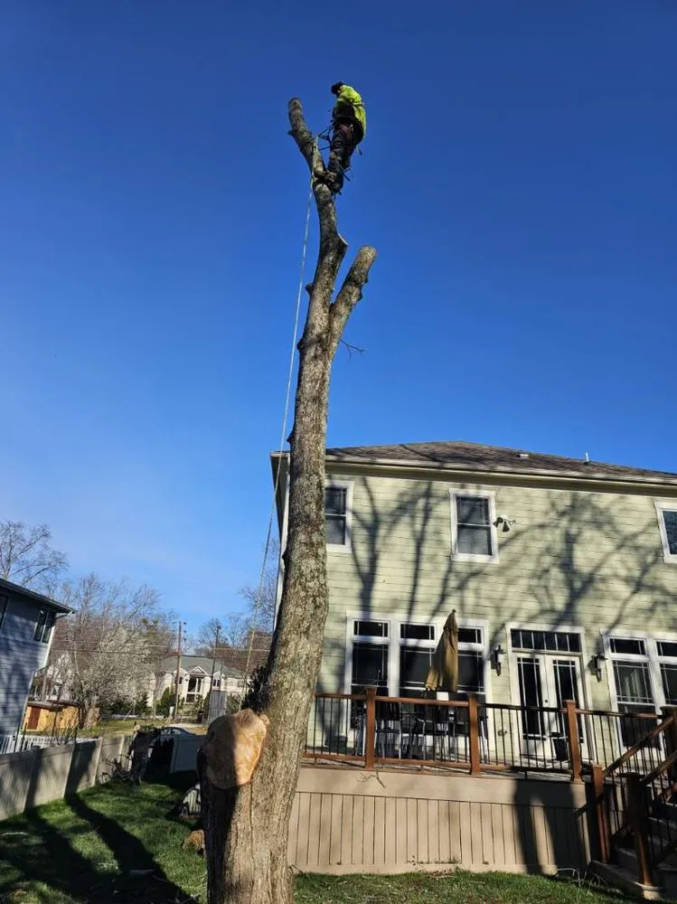 Affordable outdoor landscaping for year-round maintenance across Orange, VA - Same Day Tree and Landscape Services