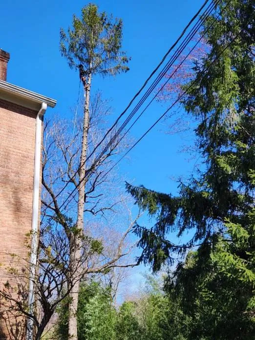 Reliable lawn care service experts serving Orange, VA - Same Day Tree and Landscape Services