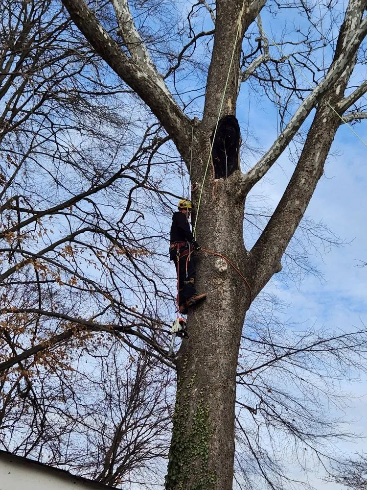 Professional landscape installation in Orange, VA by Same Day Tree and Landscape Services
