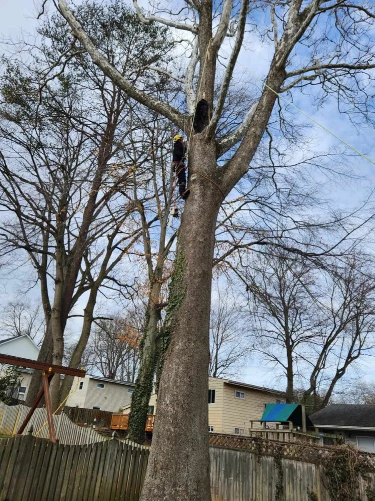 Reliable landscape installation for beautiful yards in Orange, VA by Same Day Tree and Landscape Services