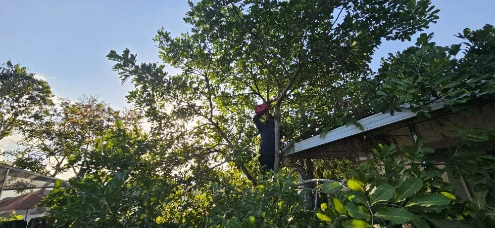 Custom yard cleanup service in Lake Worth, FL by Samex Lawn Care Services