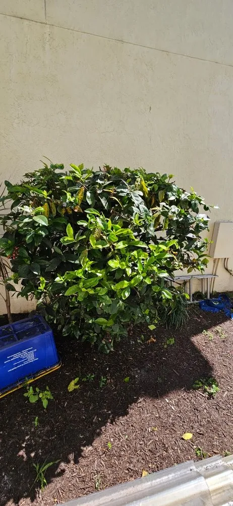 Top-rated yard maintenance for outdoor upgrades in Lake Worth, FL by Samex Lawn Care Services