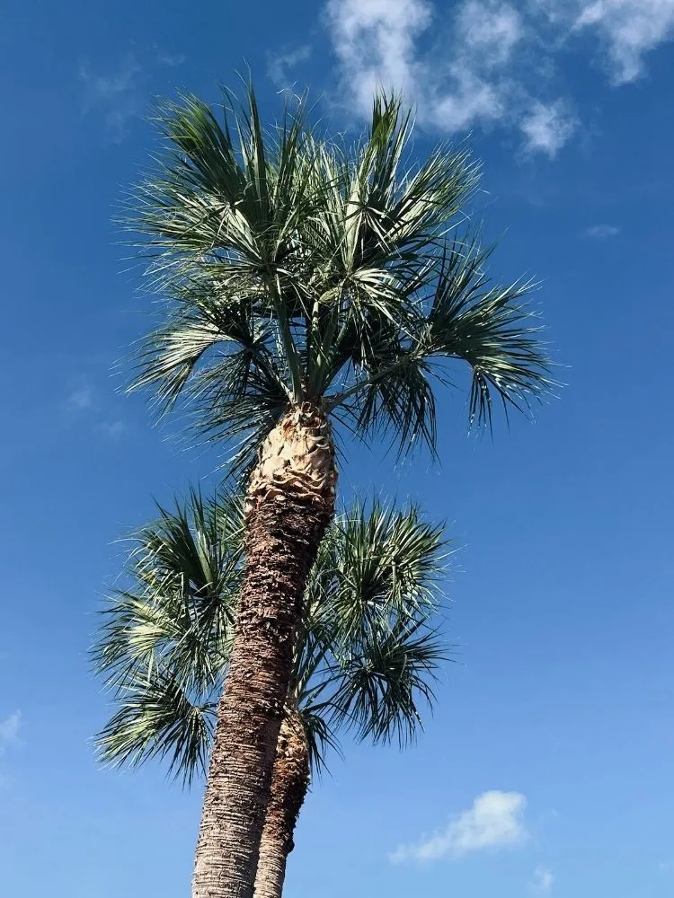 Professional landscaping services near you in Lake Worth, FL by Samex Lawn Care Services