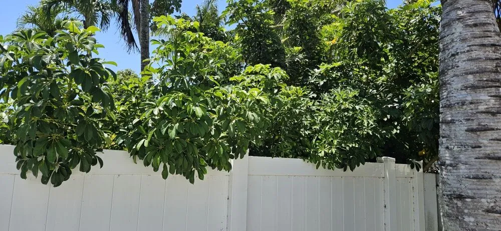 Reliable lawn mowing service in Lake Worth, FL - Samex Lawn Care Services