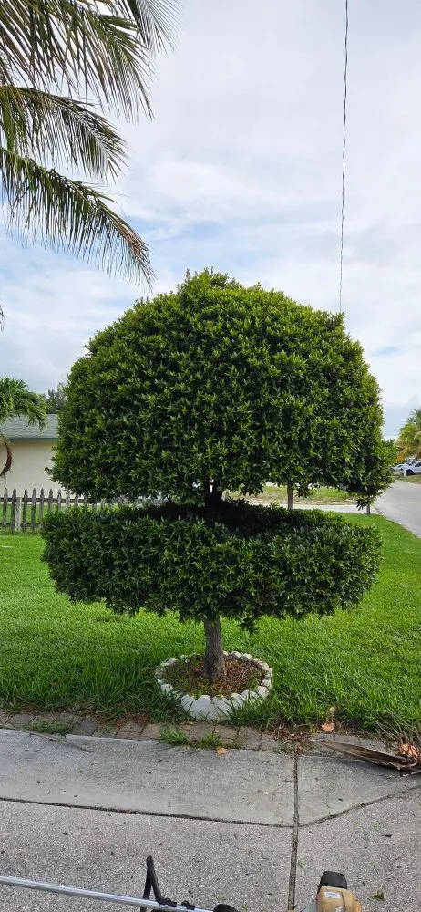 Affordable lawn care service in Lake Worth, FL by Samex Lawn Care Services