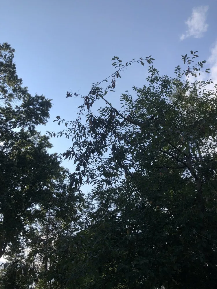 Reliable yard maintenance for residential properties in Middlesex, NJ by Sami's Tree Service