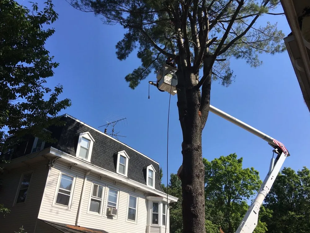 Expert lawn mowing service in Middlesex, NJ - Sami's Tree Service