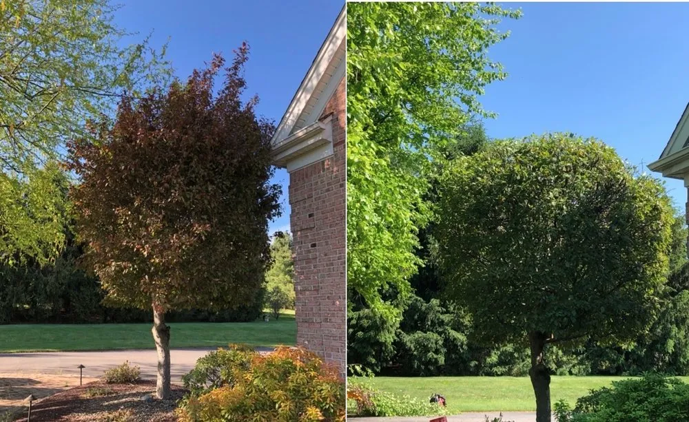 Custom residential landscaping near you across Middlesex, NJ - Sami's Tree Service