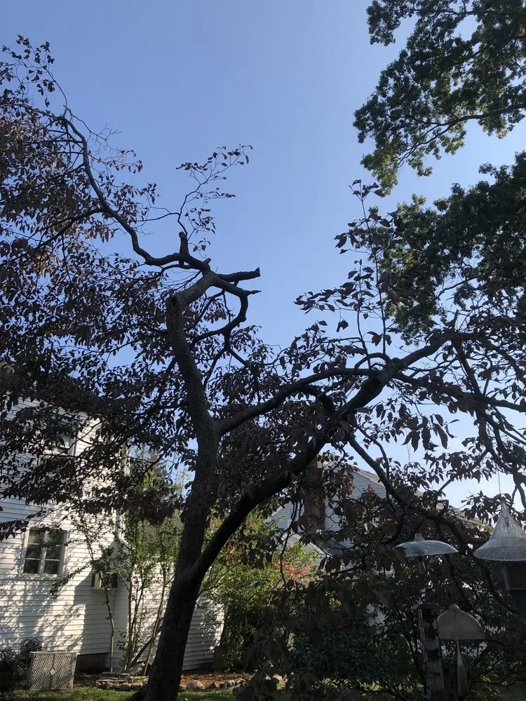 Affordable yard maintenance in Middlesex, NJ - Sami's Tree Service