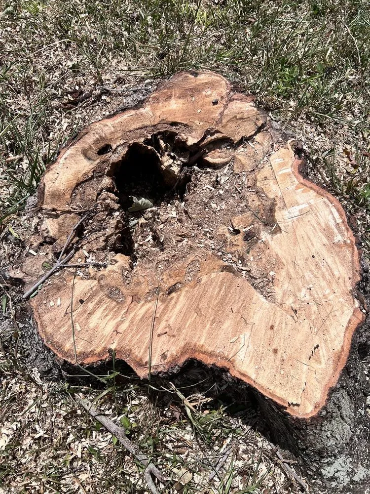 Local yard maintenance experts serving Windermere, FL - Sammy's Landscaping Services