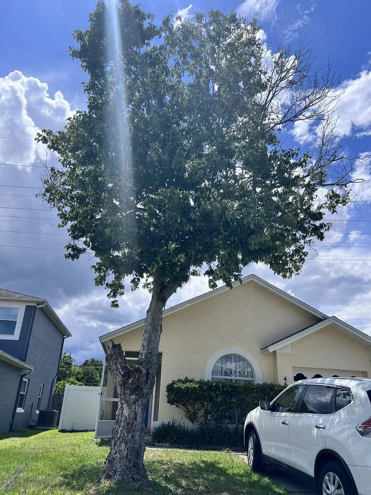 Expert lawn mowing service in Windermere, FL - Sammy's Landscaping Services