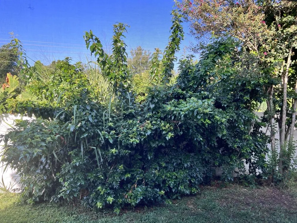 Expert lawn care service with custom design across Windermere, FL - Sammy's Landscaping Services