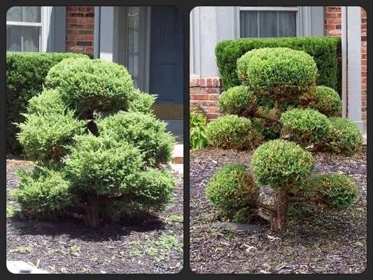 Sammy's Lawn Service Logo