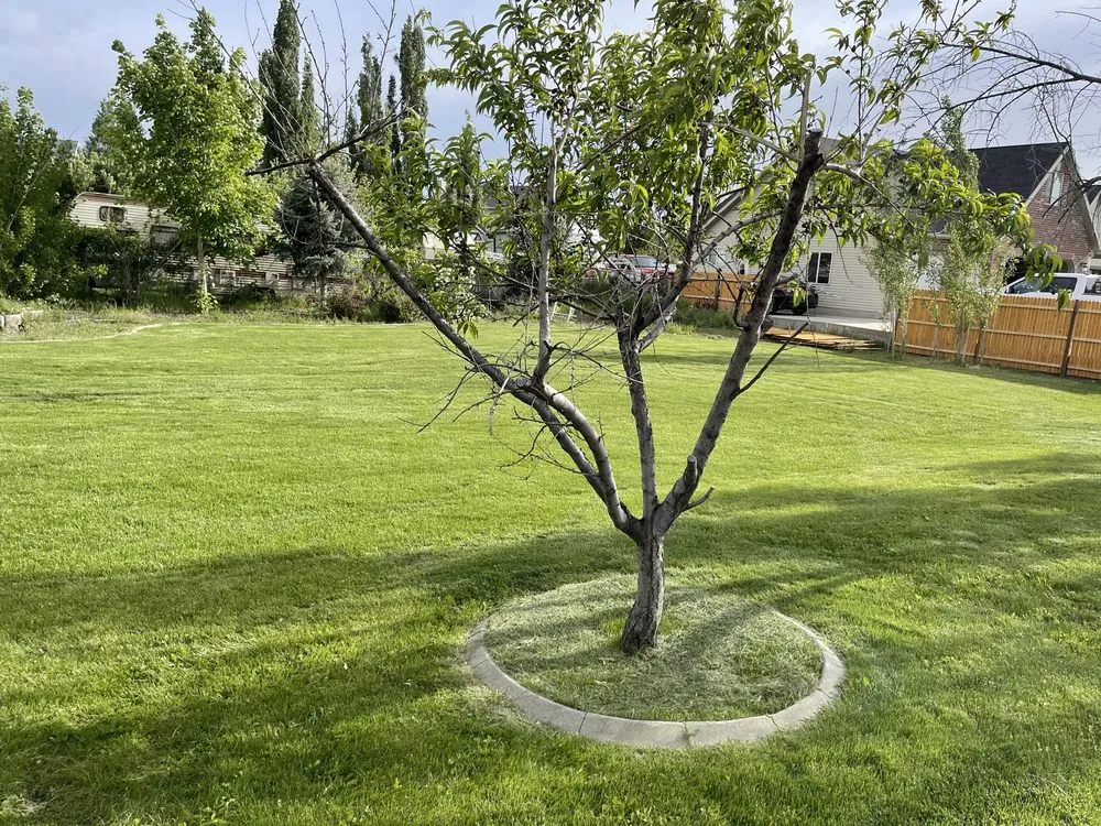 Top-rated landscape installation for homes in Taylorsville, UT by Samowers Lawn Care