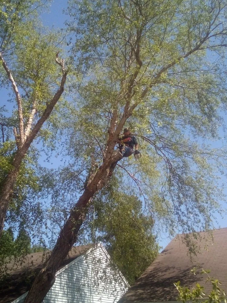 Expert landscape design in West Memphis, AR by Sampley & Son Tree Experts